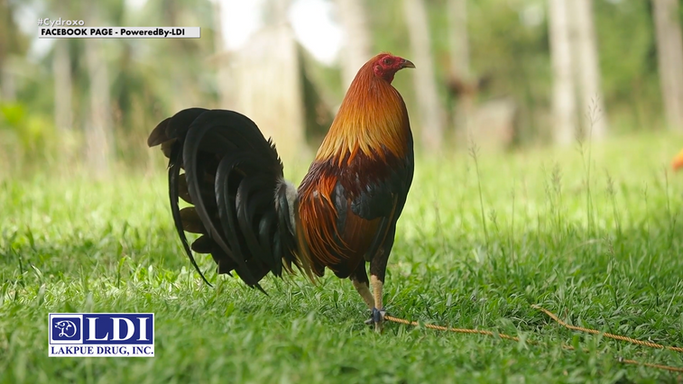 Champion Breeder Mayor Tata Yap ng King James Gamefarm Ibabahagi ang kanyang Sistema sa Pag-aalaga ng Manok sa Powered by LDI August 2, 2025